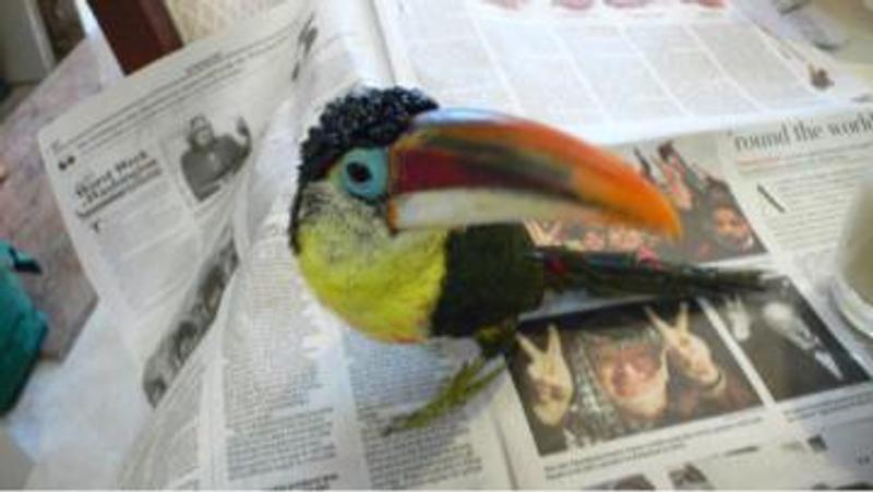 Delicious toucan food