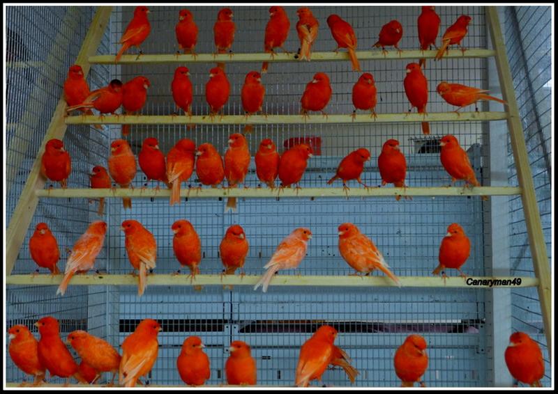 More reds in Flight