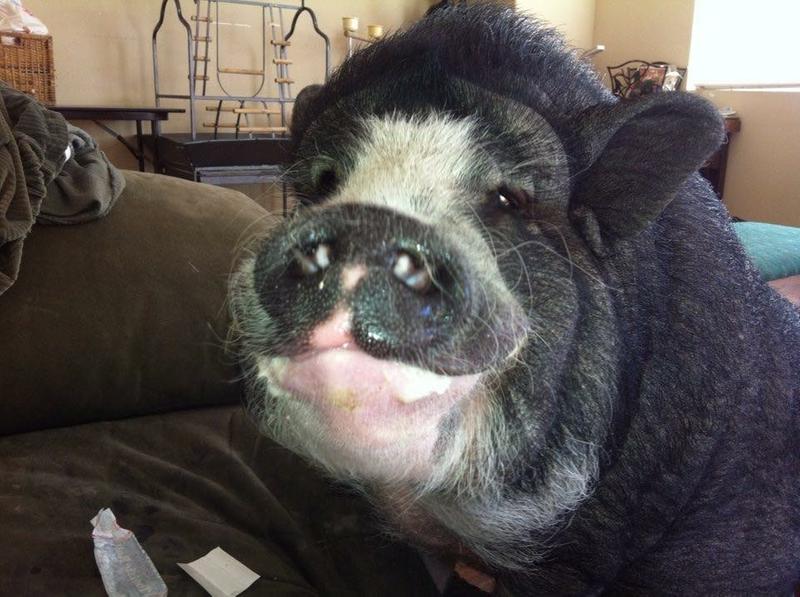 Wilbur 10 years