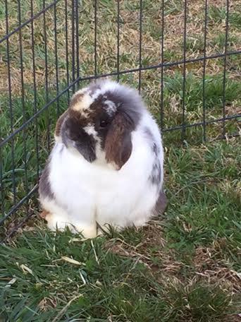 My rabbits keep good weight and good coats with Mazuri Timothy based pellets