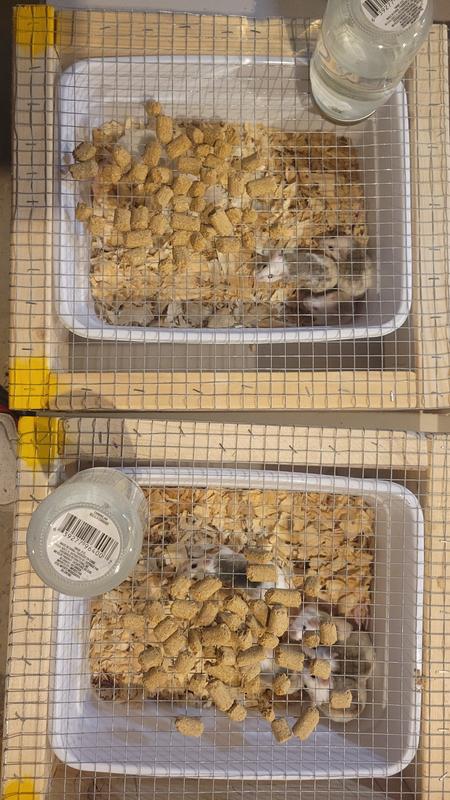 Mazuri Rat Mouse Food 25 lbs. Petco