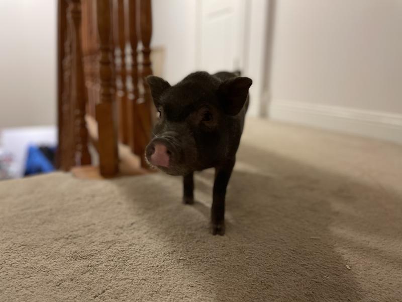 Richmond the pig