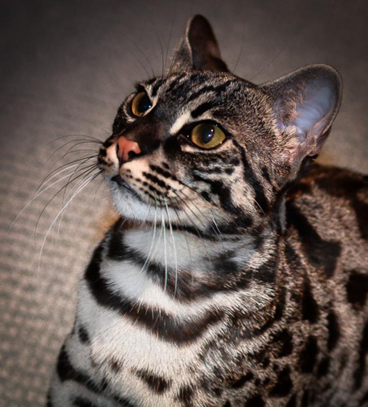 JAG Silver Charcoal 1st Gen Bengal