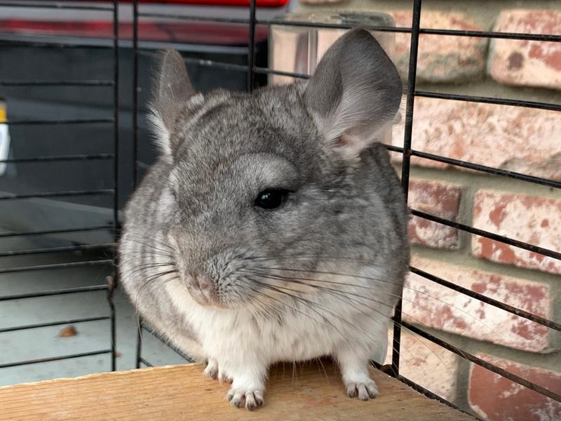 My Chinchilla
