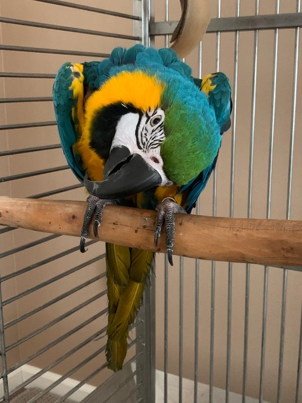 Katey our Macaw