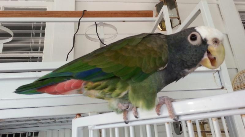 White-capped Pionus