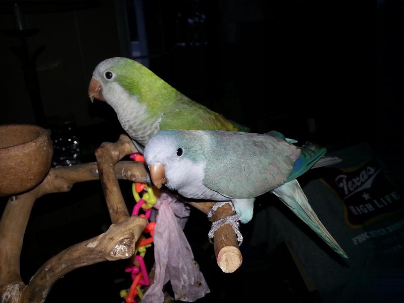 Green and Blue Quakers