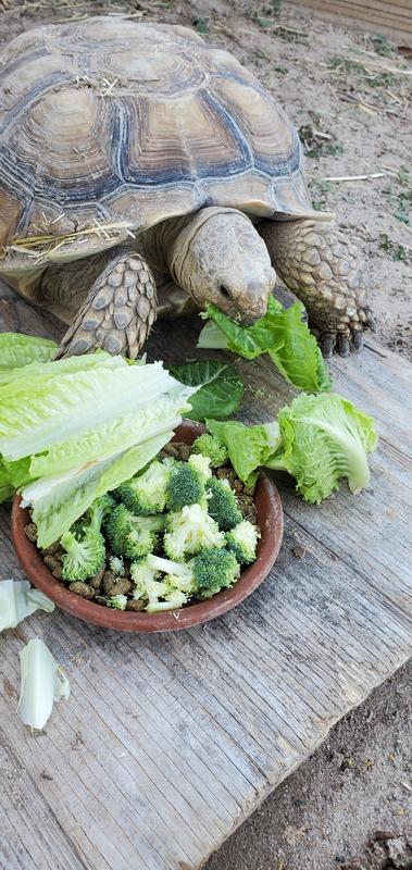 Mazuri Tortoise LS (Low Starch) Food, 25 Petco