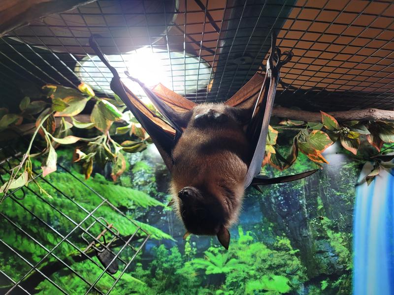 Oliver the two-toed sloth and Bosco one of our giant Indian flying foxes