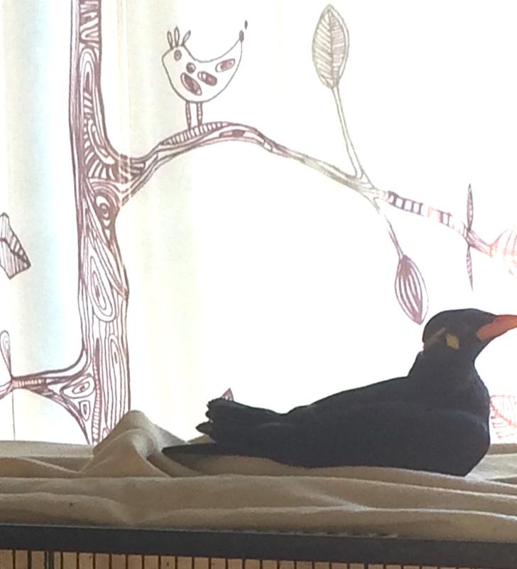 Sam, the Mynah bird