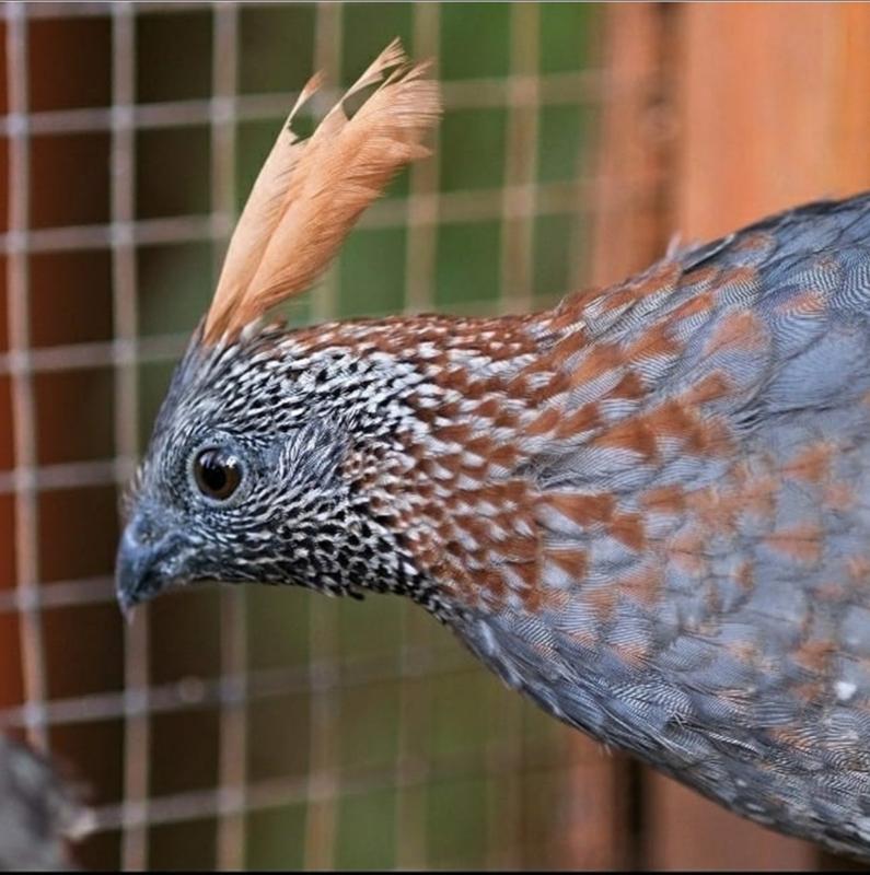 Mountain, Mearns and Benson quail chicks all on this now.