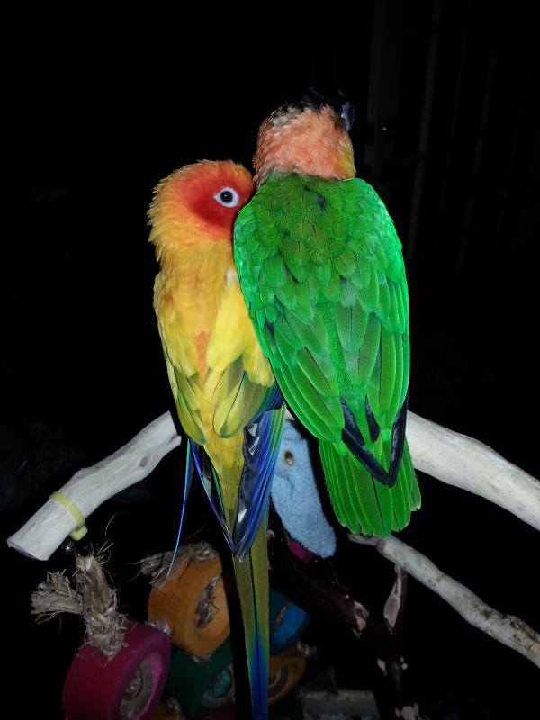 Sun Conure and Black-headed Caique
