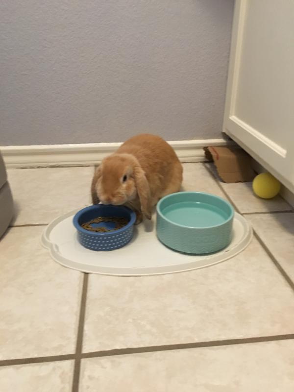 Eating his Mazuri