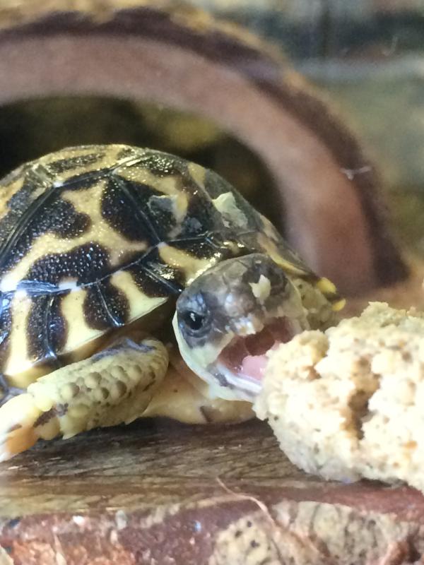 Mazuri® Tortoise LS Diets