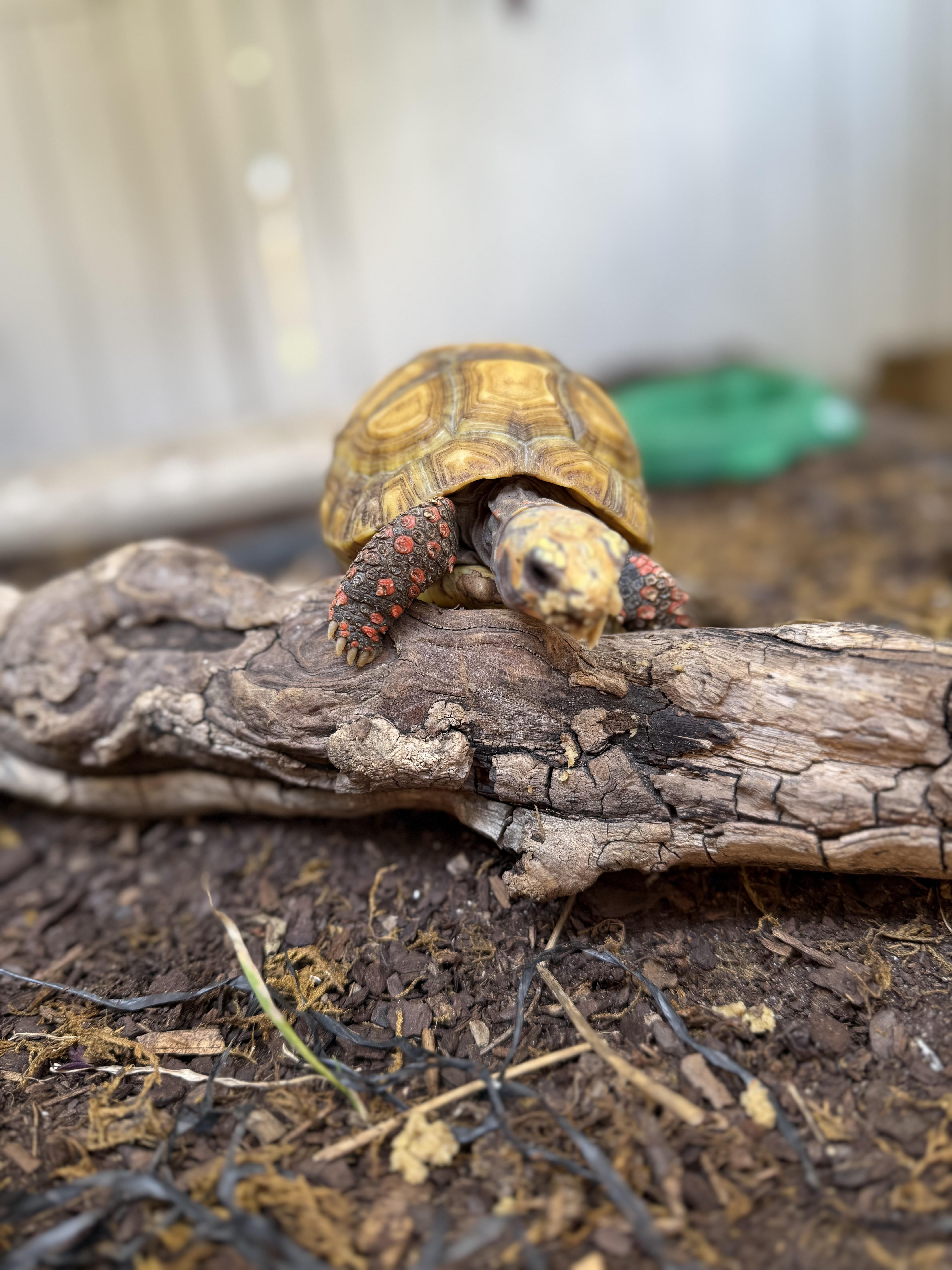 Mazuri Tortoise Food, Petco