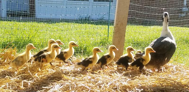 4 Ways to Keep Your Ducks and Geese Happy and Healthy – Mazuri