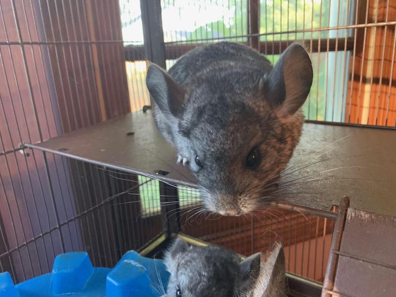 Petco chinchilla outlet food