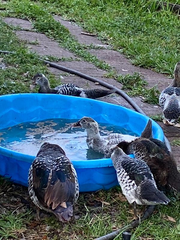 4 Ways to Keep Your Ducks and Geese Happy and Healthy – Mazuri