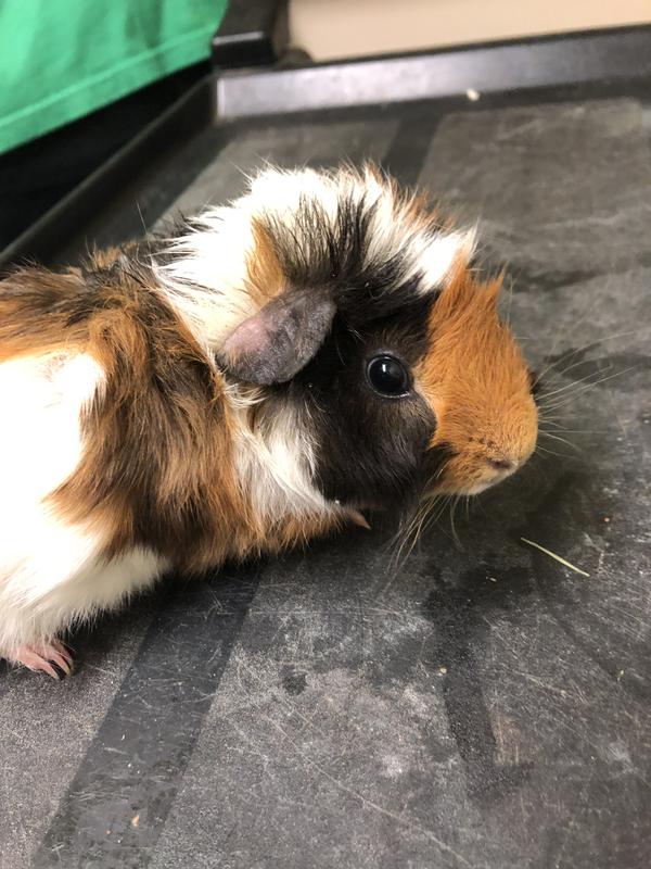 Mazuri Guinea Pig Diet Food 25 lbs. Petco