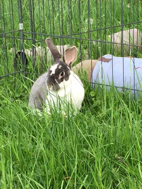 Mazuri Pelleted Timothy-Hay Based Rabbit Food, 25 lb. Bag at Tractor ...