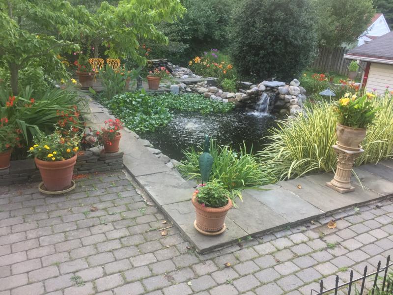 Koi pond