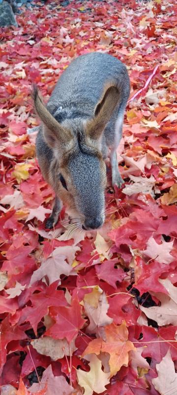 Chloe - one of our Patagonian Maras that love Mazuri Kangaroo Wallaby Chow