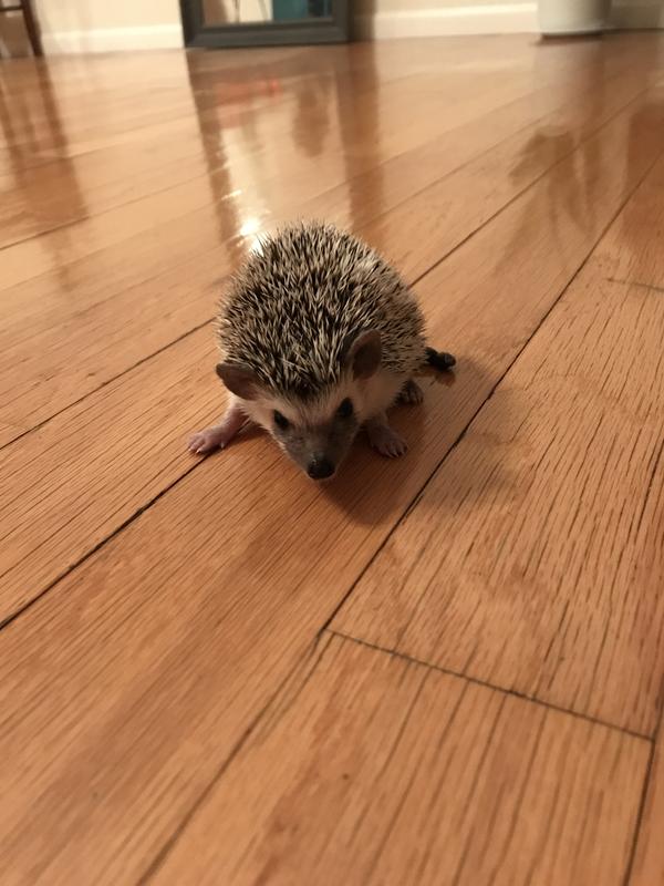 Hedgehog for hot sale sale petco