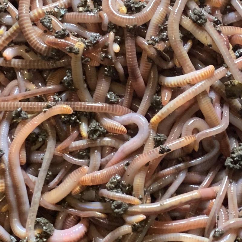 Nice Healthy European Nightcrawlers