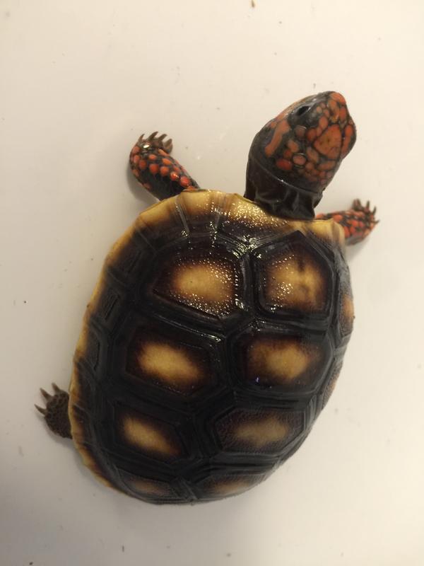 A small redfoot tortoise