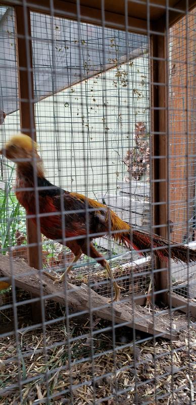 Red Golden Pheasants Ozzie and Harriet.