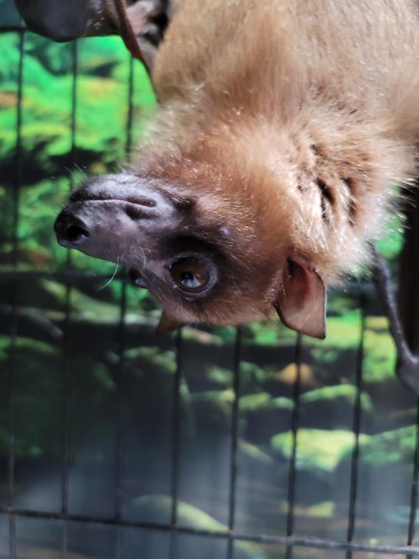 Animal ambassadors of the wildlife center. Oliver the 2 toad sloth and Bosco the giant in the inflying Fox fruit bat.