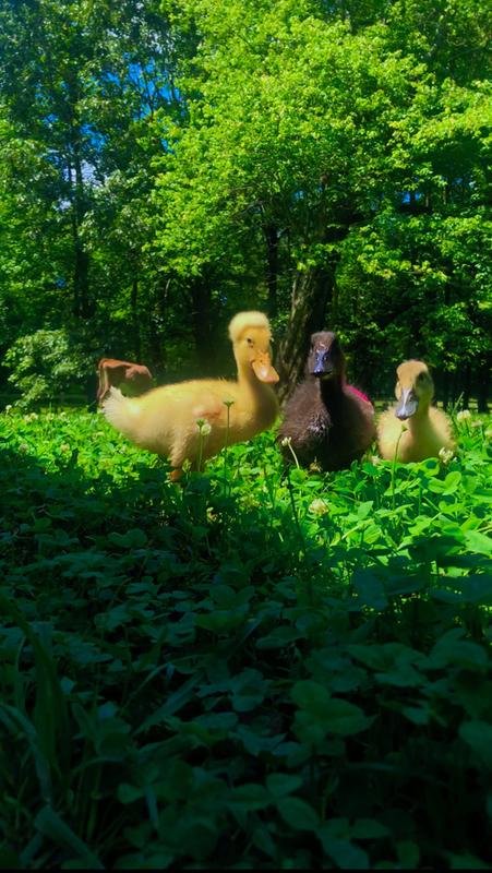 4 Ways to Keep Your Ducks and Geese Happy and Healthy – Mazuri