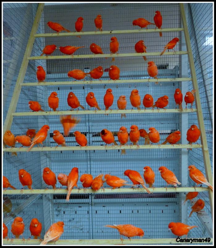 Reds in Flight