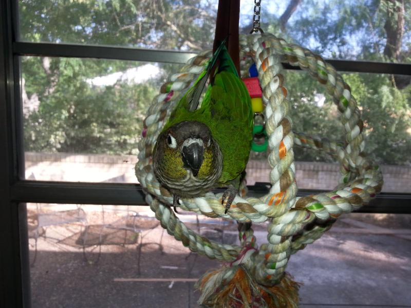 Green-cheeked Conure