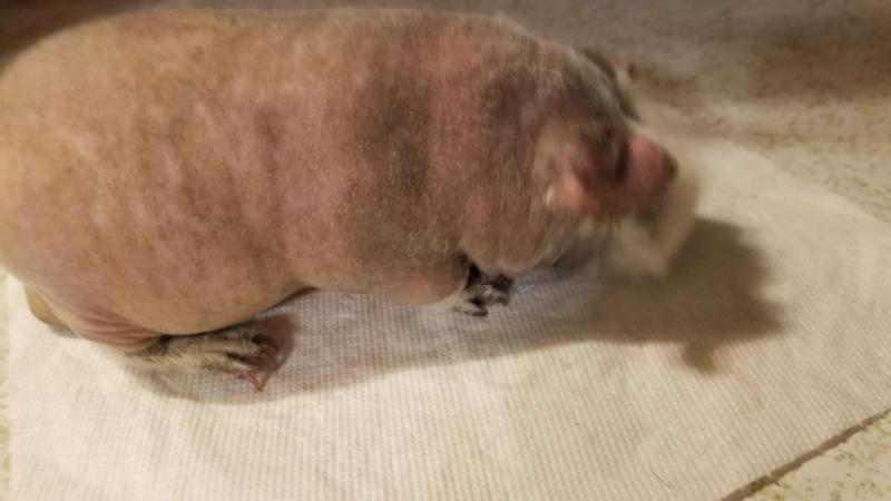 My hairless guinea pig Conrad
