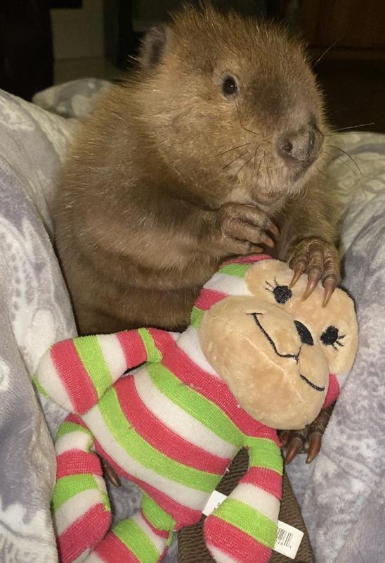 Becky Beaver