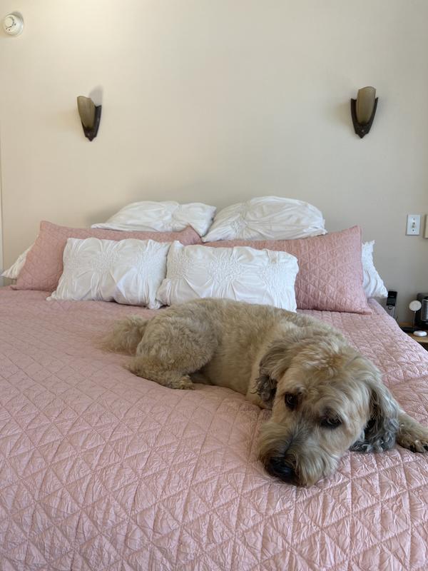 Our dog loves it too!