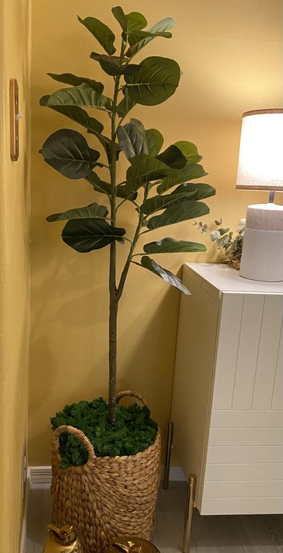 Photo from Person who got this tree