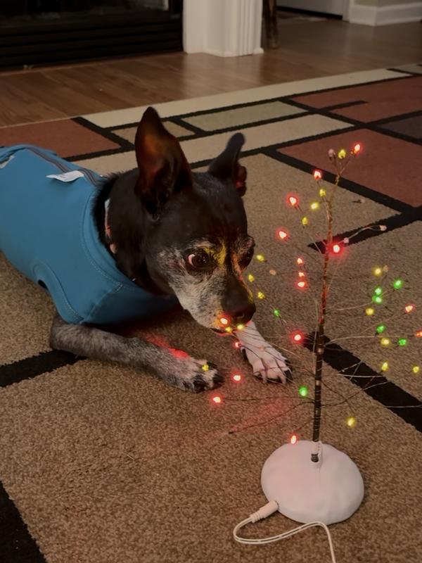 My little dog enjoys it, too!