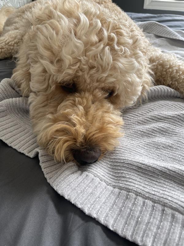 Even my dog couldn’t resist