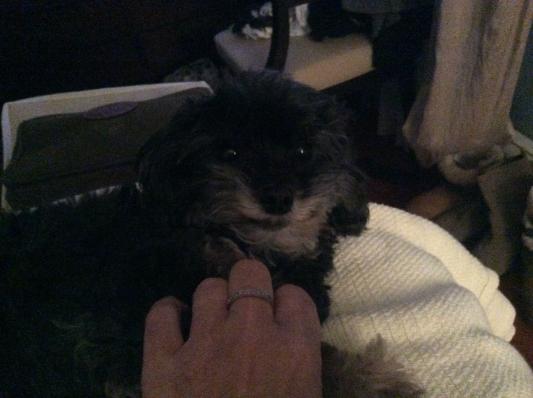 My dog Louis and my recent ring purchase