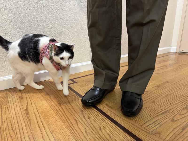 It’s a nice looking shoe!