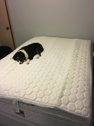 The mattress topper laid out with my puppy
