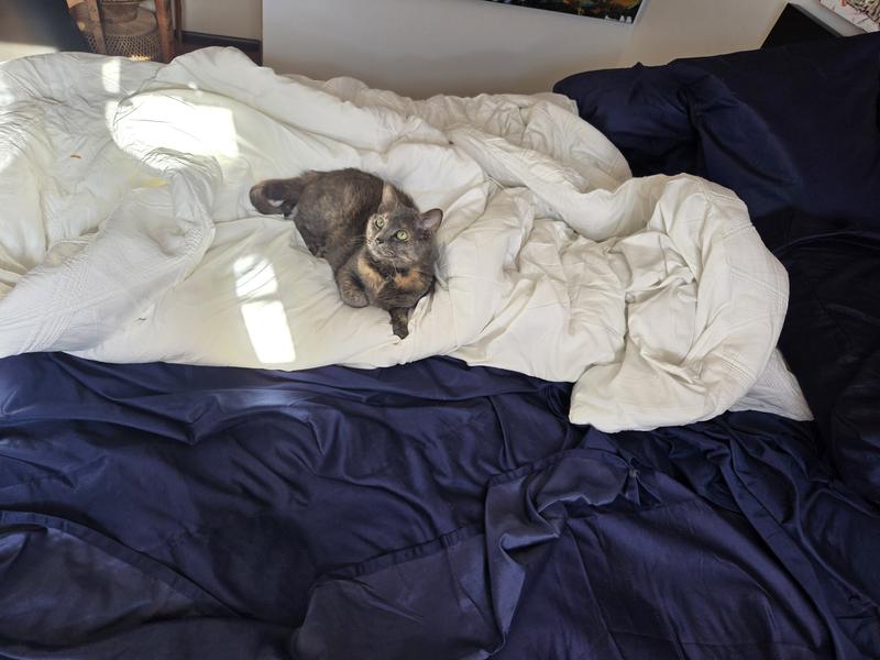 The cat loves the pillows too.