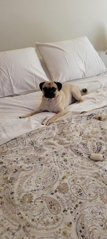 Yes, my lil Pug loves them too!