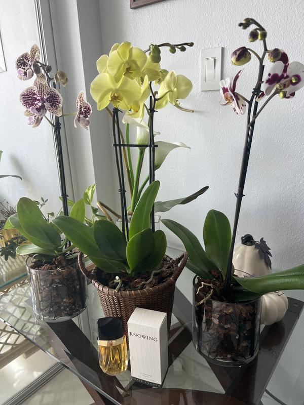 Knowing & Orchids will be my lovely Valentine's Day