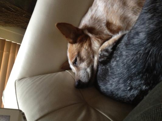 The kids love it also!