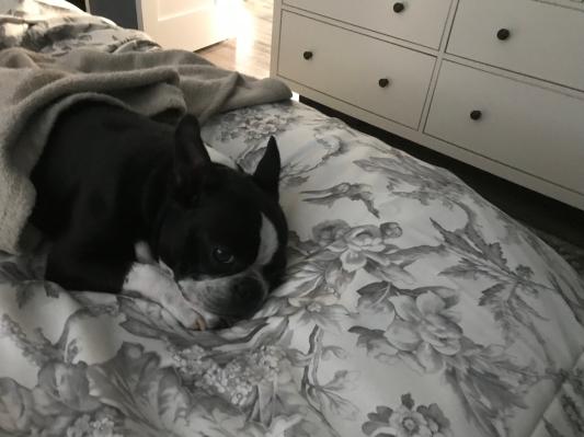 Even the most spoiled of pups love the soft fabric