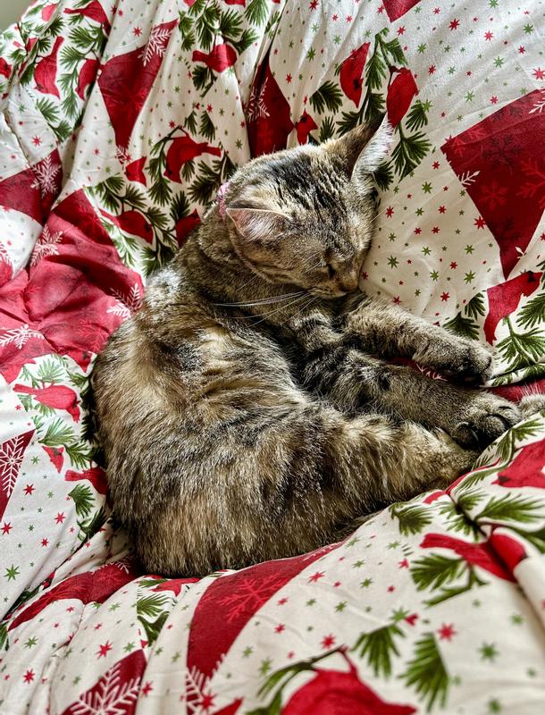 My roommate likes it, too!