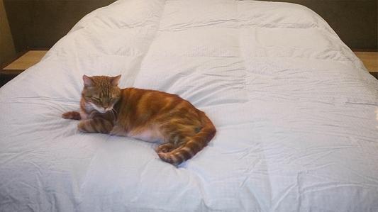 My cat Tiger is loving it too!